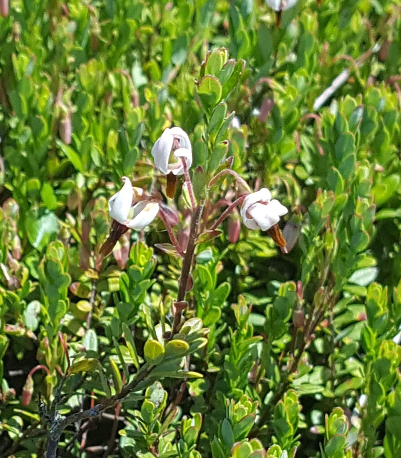 Cranberry bloom